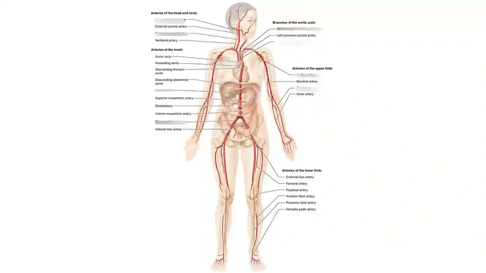 Ichki va tashqi yonbosh arteriyalari. Son arteriyasi.Boldir arteriyalari. Oyoq panja arteriyalari 2