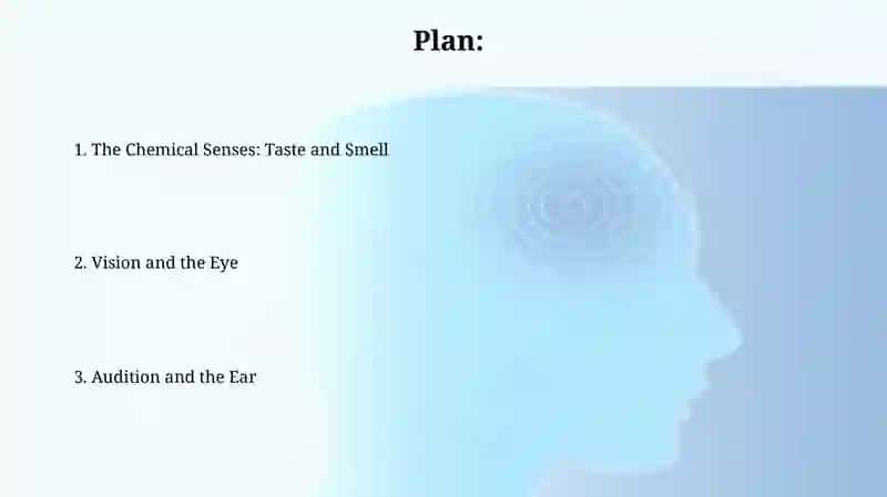 Anatomy of the human senses 2