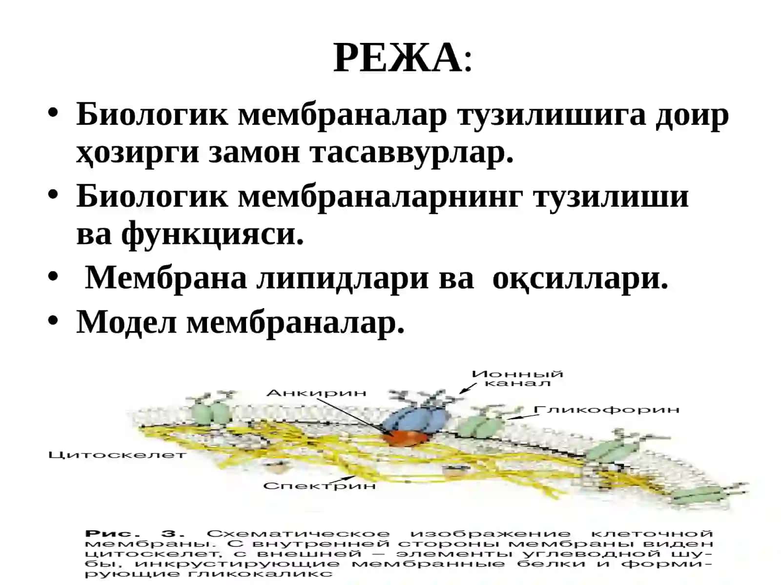 Биологик мембраналартузилиши ва функцияси 2