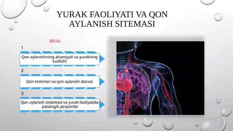 Yurak faoliyati va qon aylanish sistemasi 2