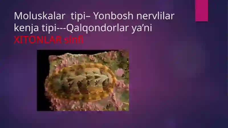 Xitonlarnervsistemasivasezgiorganlari 2