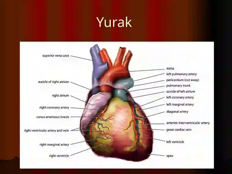 Yurak, qon tomirlar. Aorta ravog’i tarmoqlari. Ichki va tashqi uyqu arteriyalari 2