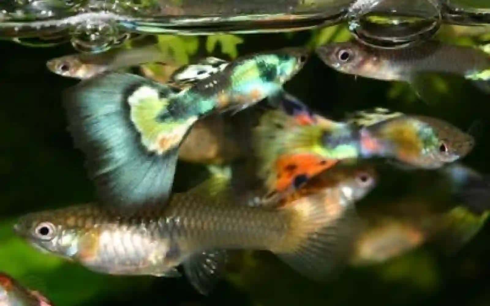 7-sinf Zoologiya 'Baliqlarning ko'payishi va rivojlanishi' ko'rgazma 2