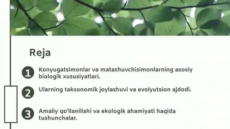 Konyugatsimonlar va Matashuvchisimonlar 2
