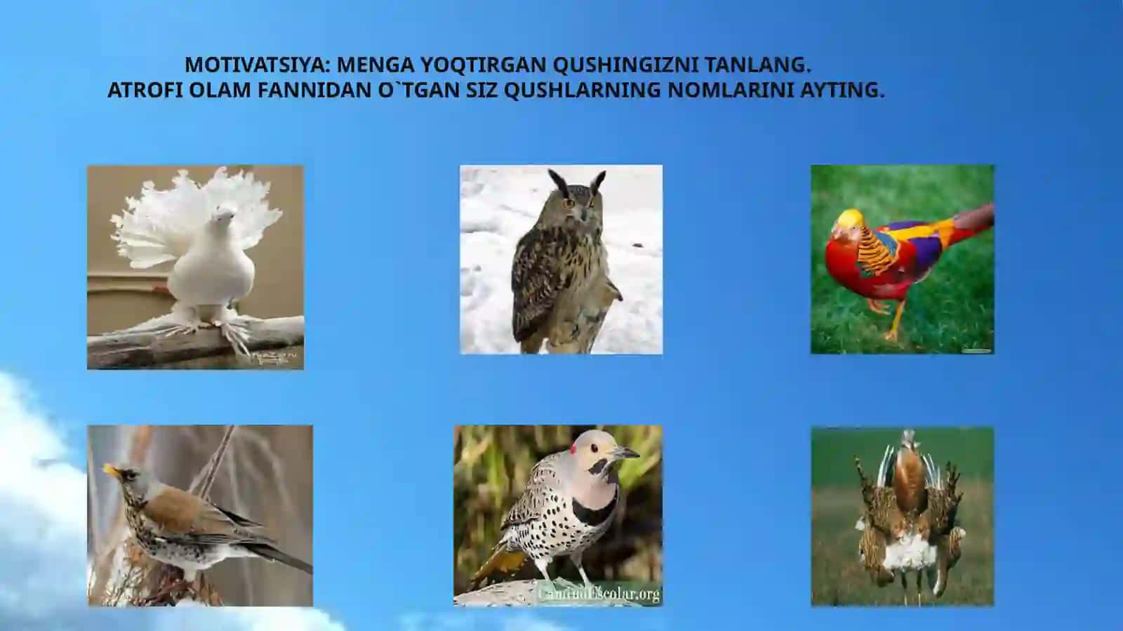 TINCHLIK QUSHI HAQIDA MEN O`QIGAN SHE’R 2