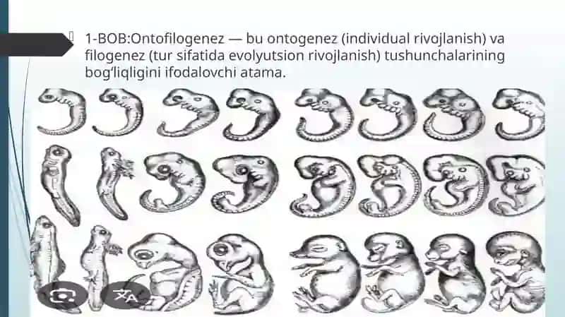 Aʼzolar sistemasi ontofilogenezi teri,  sklet, nerv sistemasi, qon aylanish, endokrin tizimi, ayiruv sistemasi. Ekologiya. Odam va ekologik omil. Biosfera va uning muammolari 2
