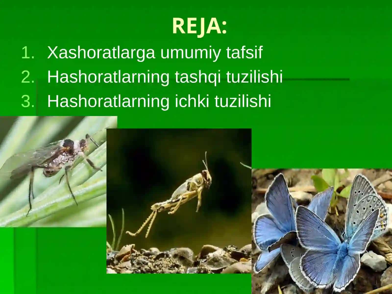 Hasharotlar anatomiyasi va fiziologiyasi 2