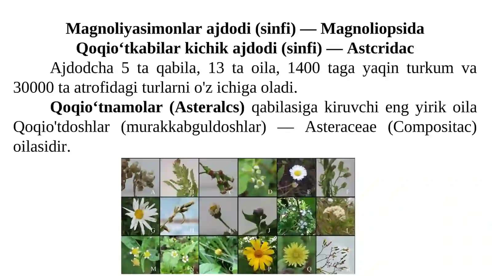 Qoqio'tdoshlar (murakkabguldoshlar) - Asteraceae (Compositac) oilasi 2