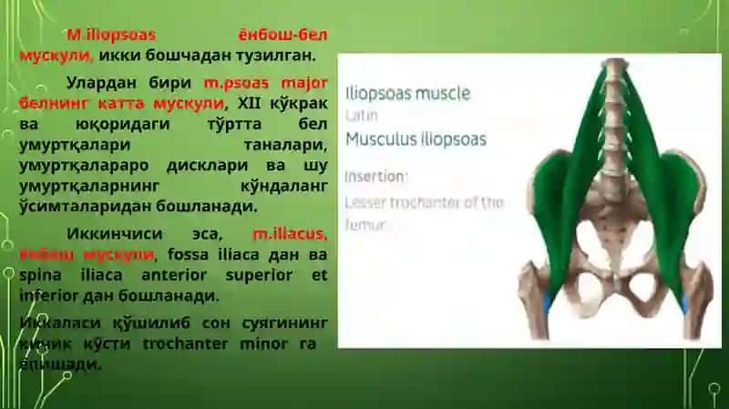 чаноқ камари ва оёқ мускуллари 2