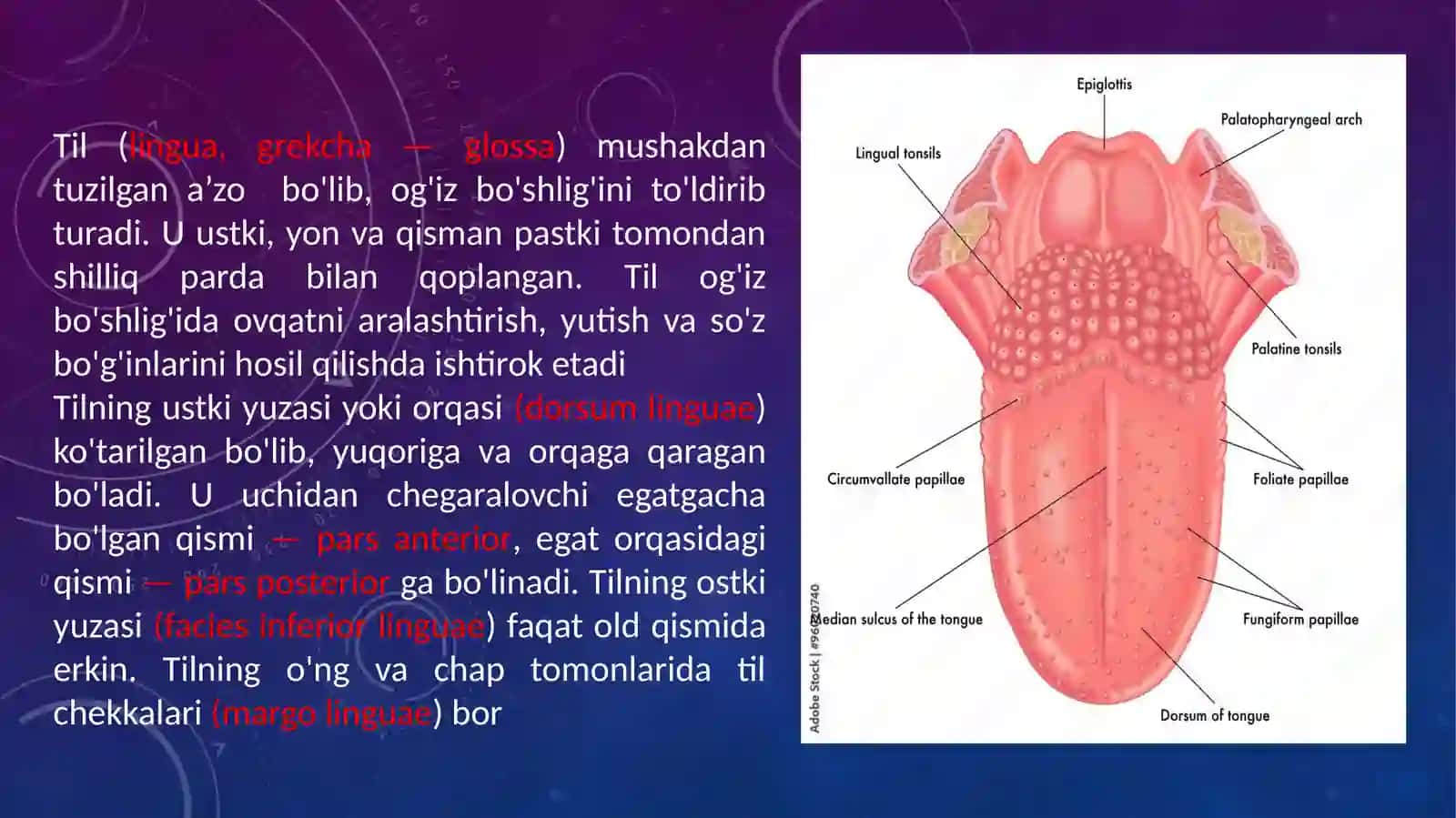 Til tuzilishi va mushaklar 2