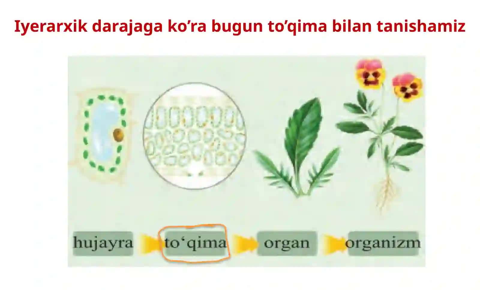 TO’QIMA; VEGETATIV A’ZOLAR 2