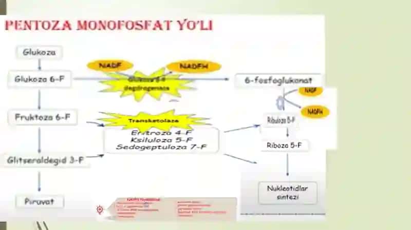 Pentoza monofosfat yo’li Lipidlarning hazmlanishi 2