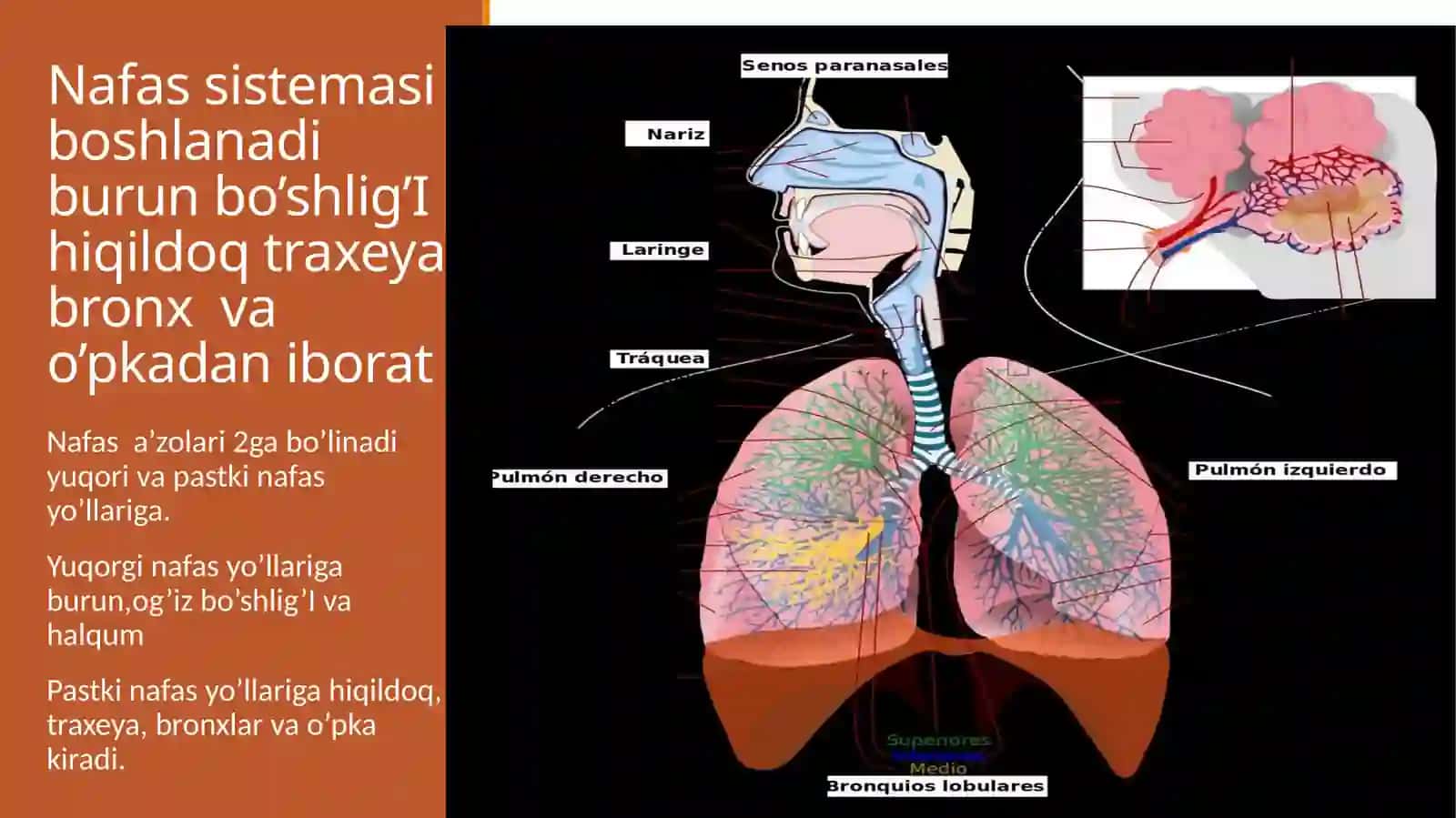 Nafas sistemasi ;Traxeya, bronx,o’pka,, kuks  oralig’i 2