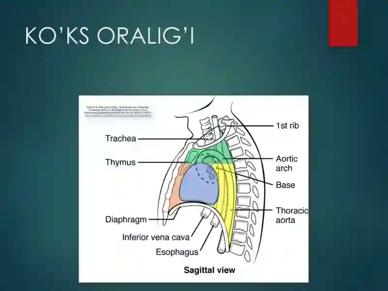 Ko’ks Oraliği Anatomiyasi 2