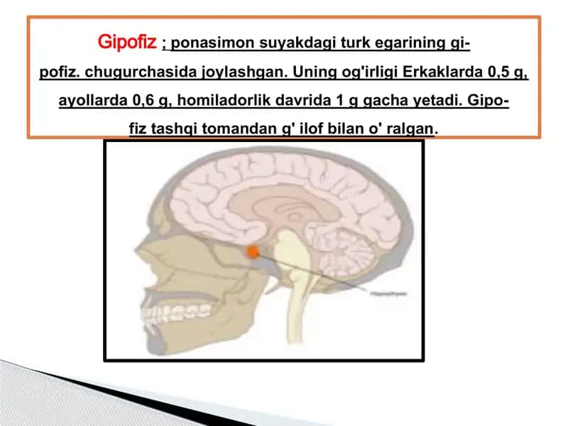 ENDOKIRN TIZIM ICHI SEKRITSIA BEZLARI TUZLISHI 2
