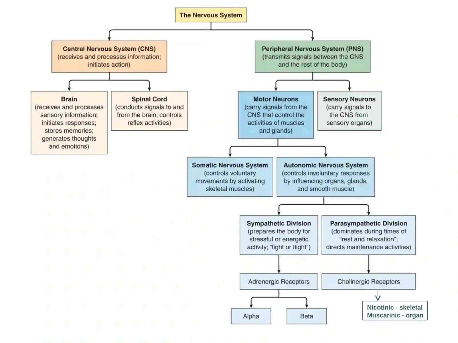 DRUGS AFFECTING THE AUTONOMIC NERVOUS SYSTEM 2