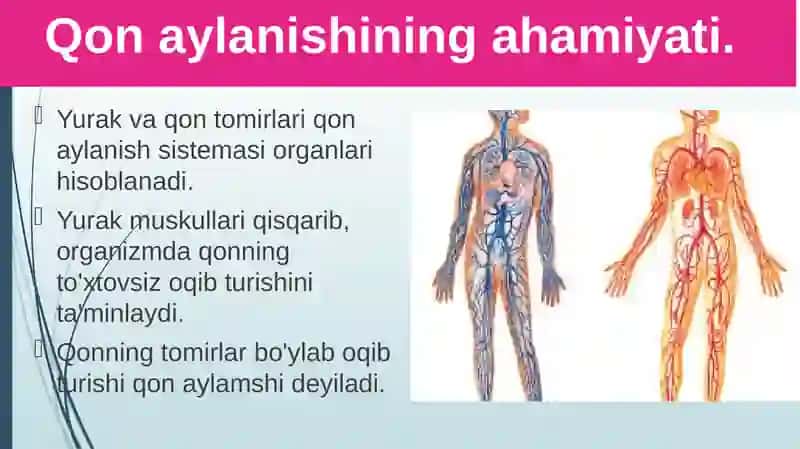 Qonaylanishiningahamiyati, yurakning tuzilishi 2