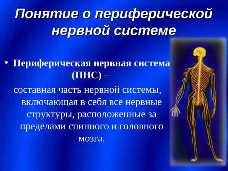 Периферическая нервная система 2