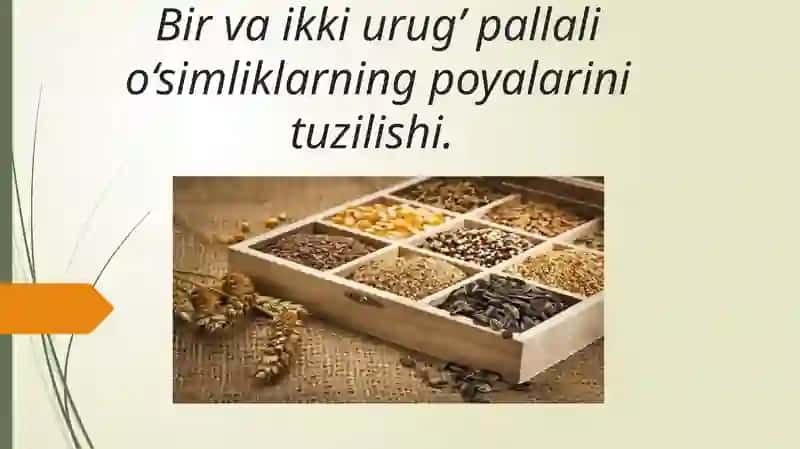 Osimliklar fiziyologiyasi 2