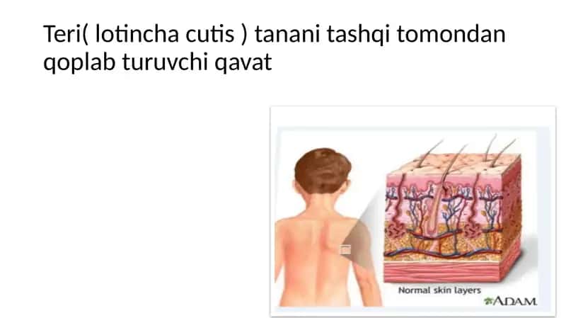 Keratinizatsiya jarayonlari haqida zamonaviy tasavvur 2
