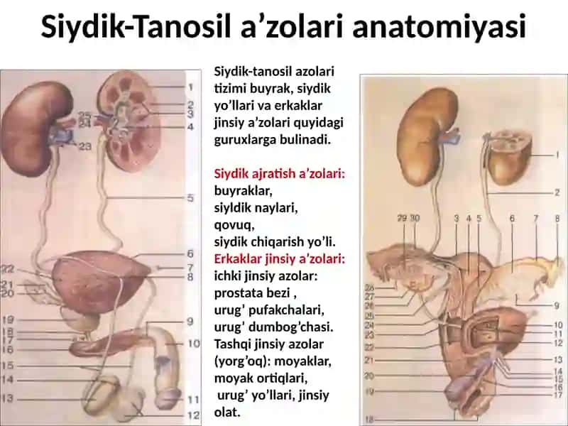 Siydik-tanosilazolarining klinika anatomiyasi va fiziologiyasi 2