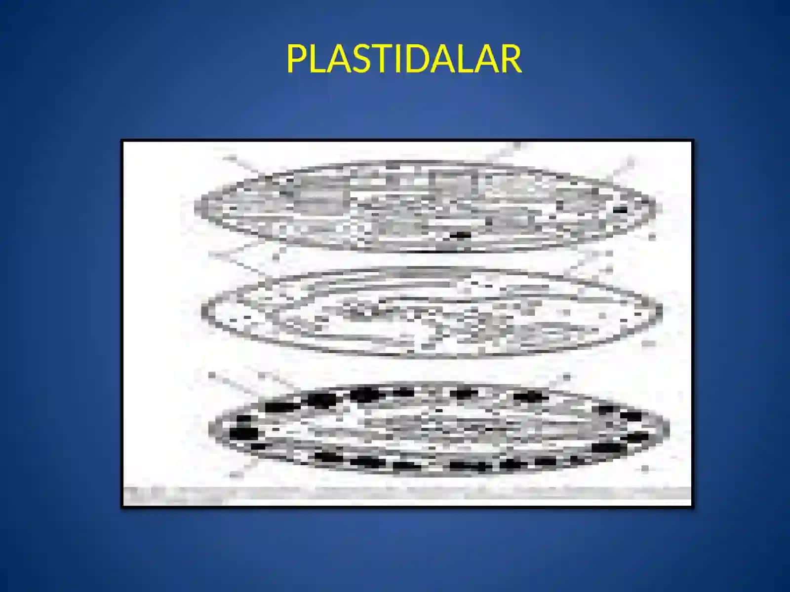 Plastidalarning tuzilishi va kelib chiqishi gipotezasi 2