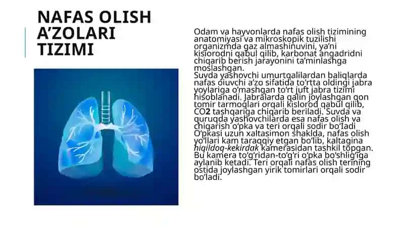 Nafas olish a’zolari tizimi 2