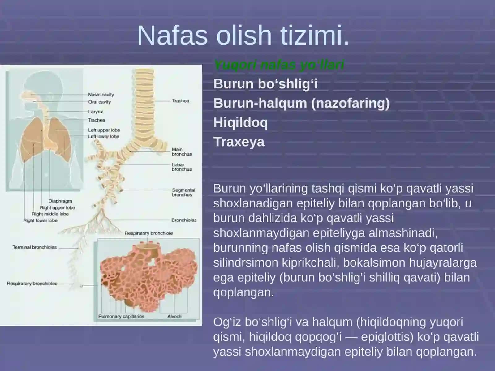 Bronx-o‘pka tizimi kasalliklarininglaboratordiagnostikasi 2