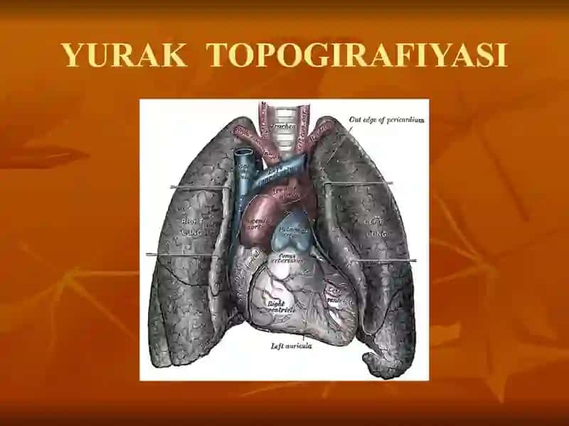 YURAK ANATOMIYASI 2
