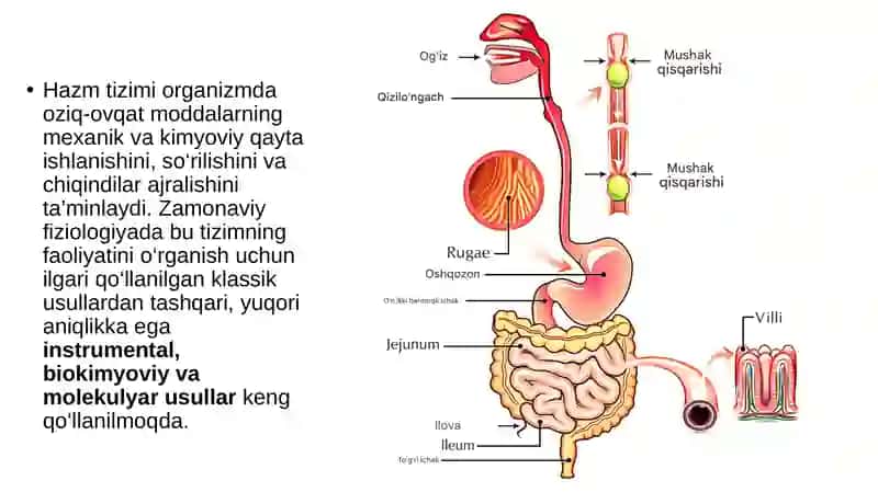 Hazm Tizimi Faoliyatini Yangi usullari 2