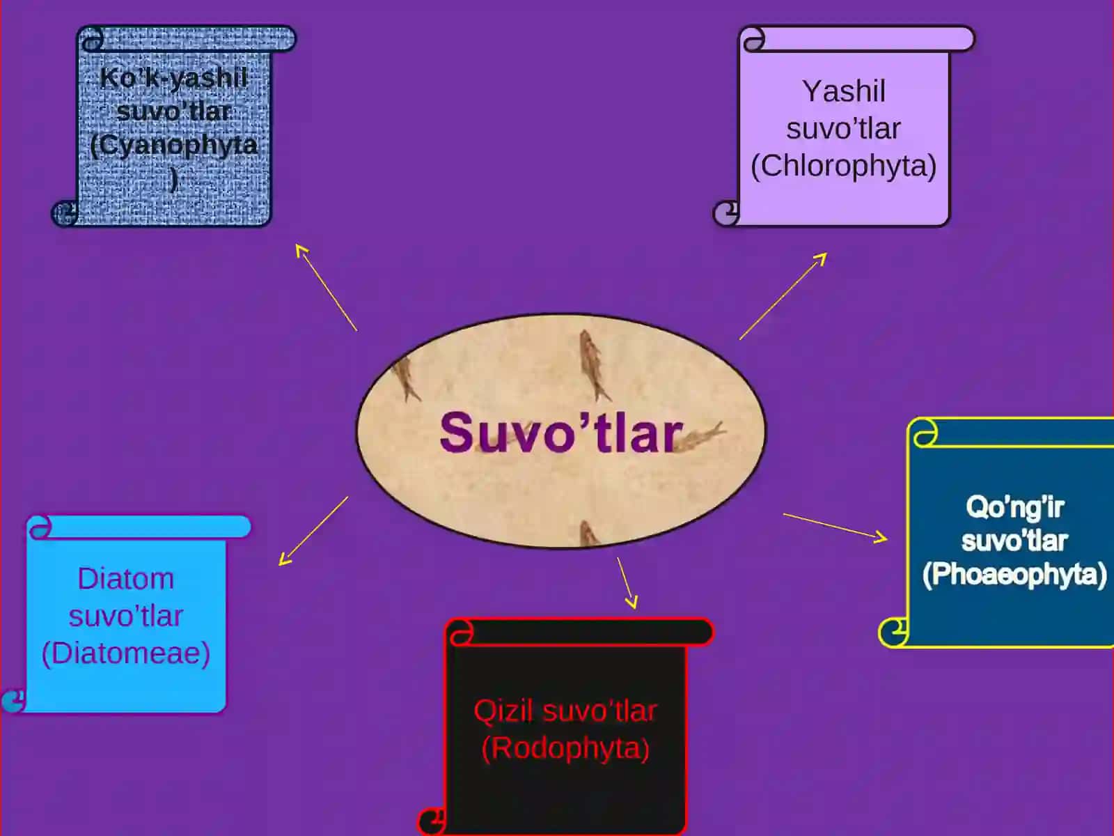 Diatom suv o’tlari 2