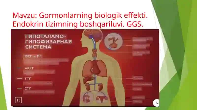 Gormonlarning biologik effekti 2