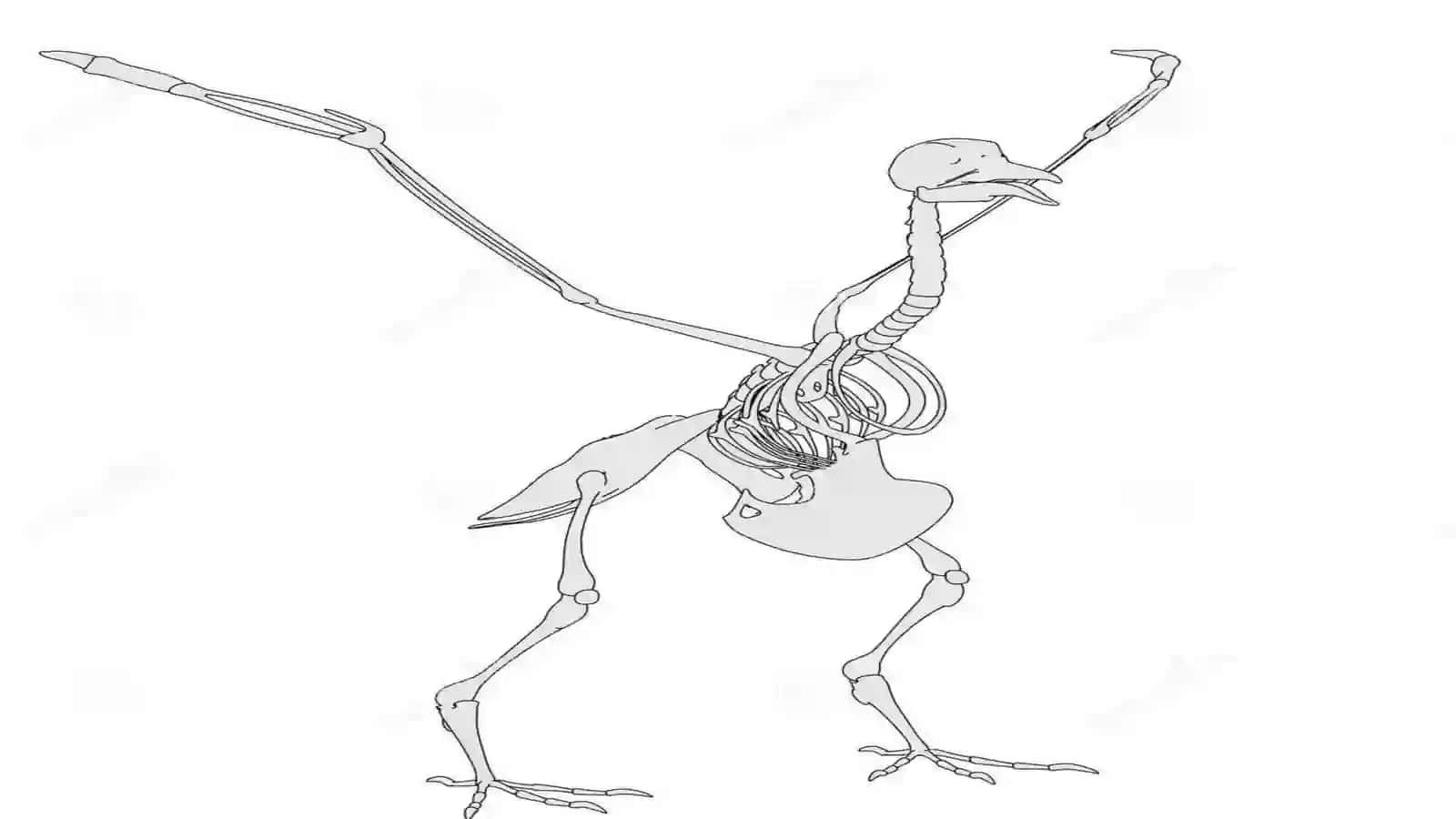 Ko‘k kaptarning skeleti va muskullari 2