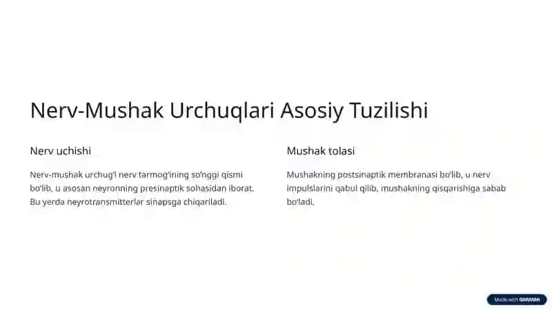 Nerv-Mushak Urchuqlarining Tuzilishi va Ishlash Printsipi 2
