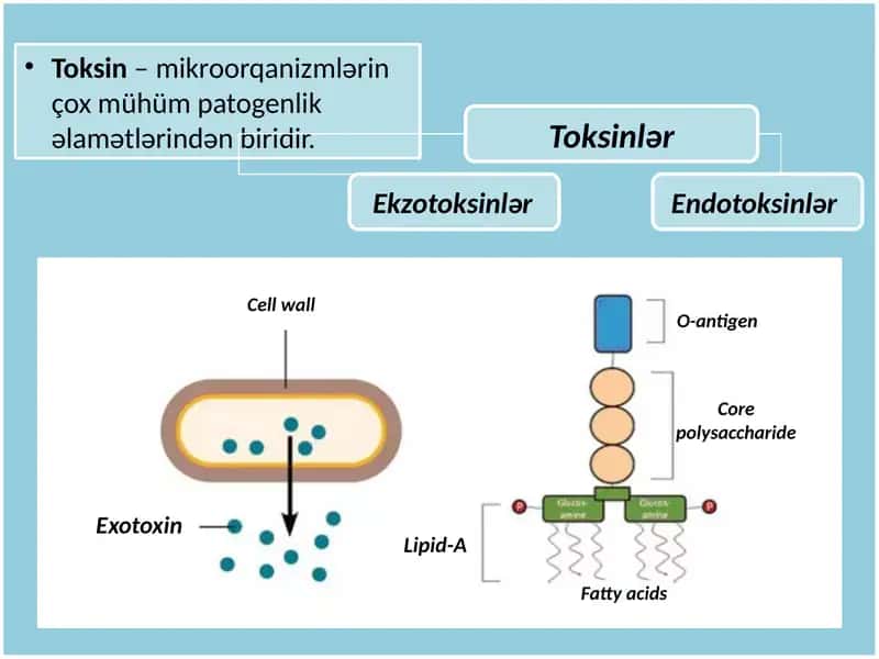 Endotoksinlər və onların xüsusiyyətləri 2