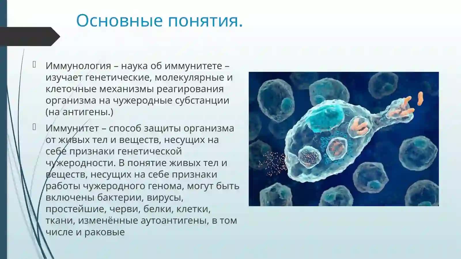 Основы иммунологии. Клеточный и гуморальный иммунитет. Иммуноглобулины 2
