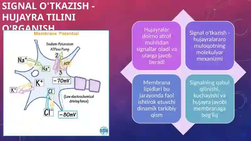 Membrana lipidlarining hujayraga signal oʼtqazilishidagi ahamiyati. 2