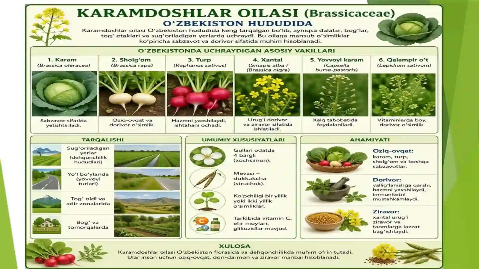 Karamdoshlar va Torondoshlar oilasi dorivorlik xususiyatlari 2