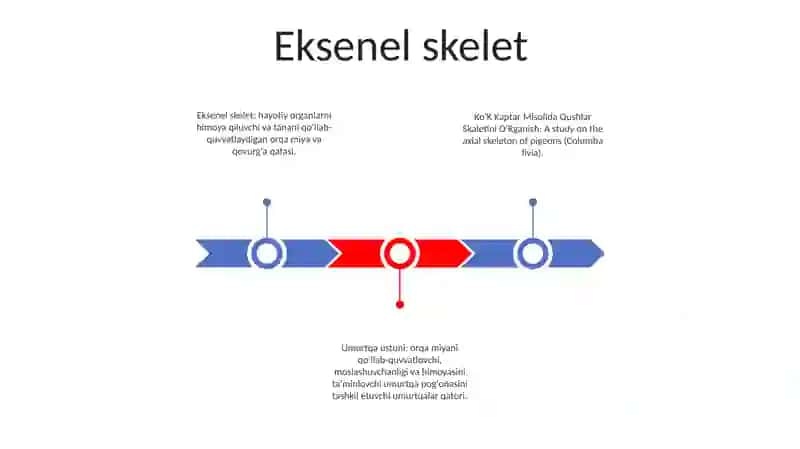 Ko'K Kaptar Misolida Qushlar Skaletini O'Rganish 2