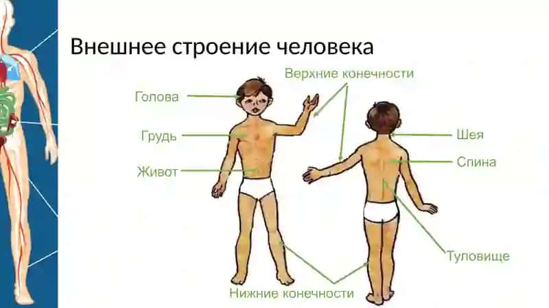 Строение тела человека 2