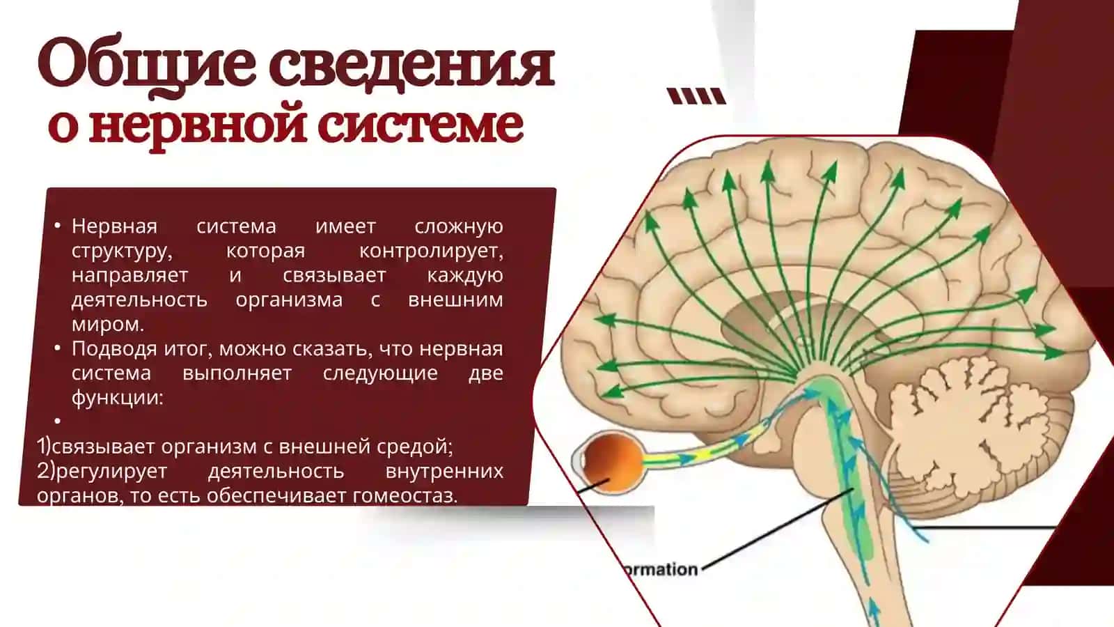 Нервная система 2