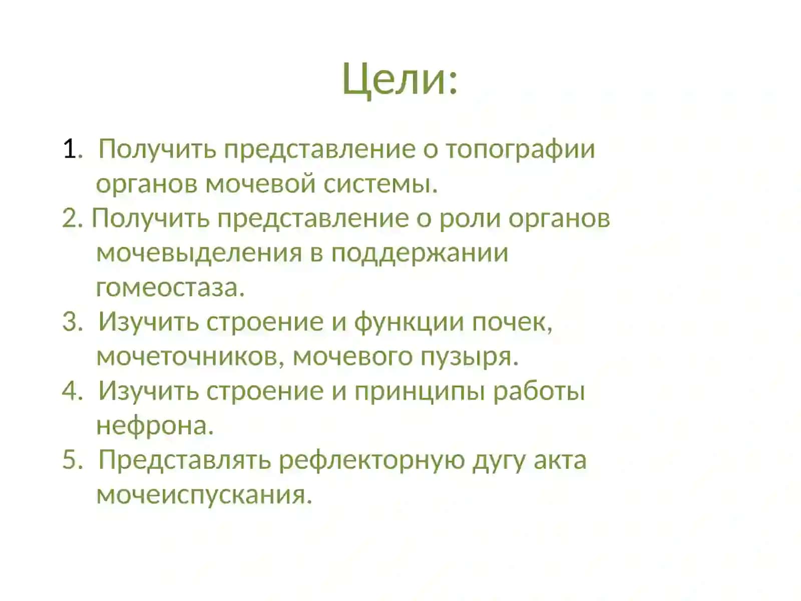 Анатомия и физиология мочевой системы 2