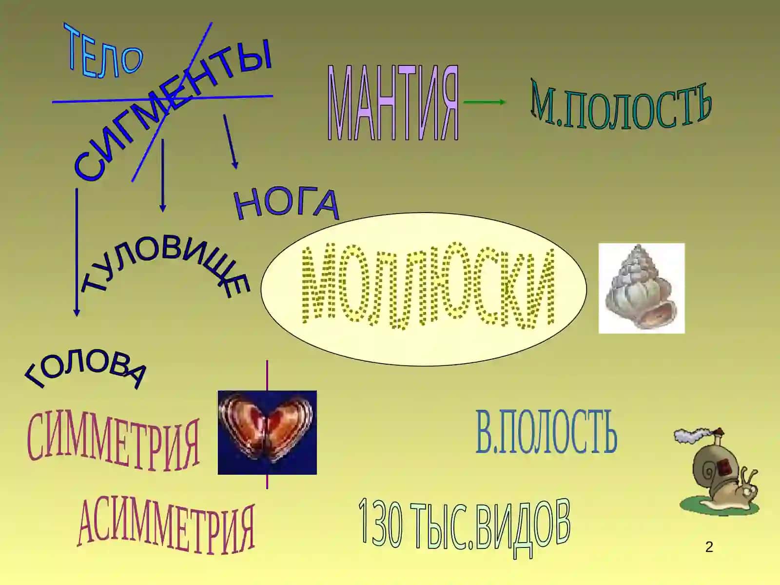 Моллюсклар 2