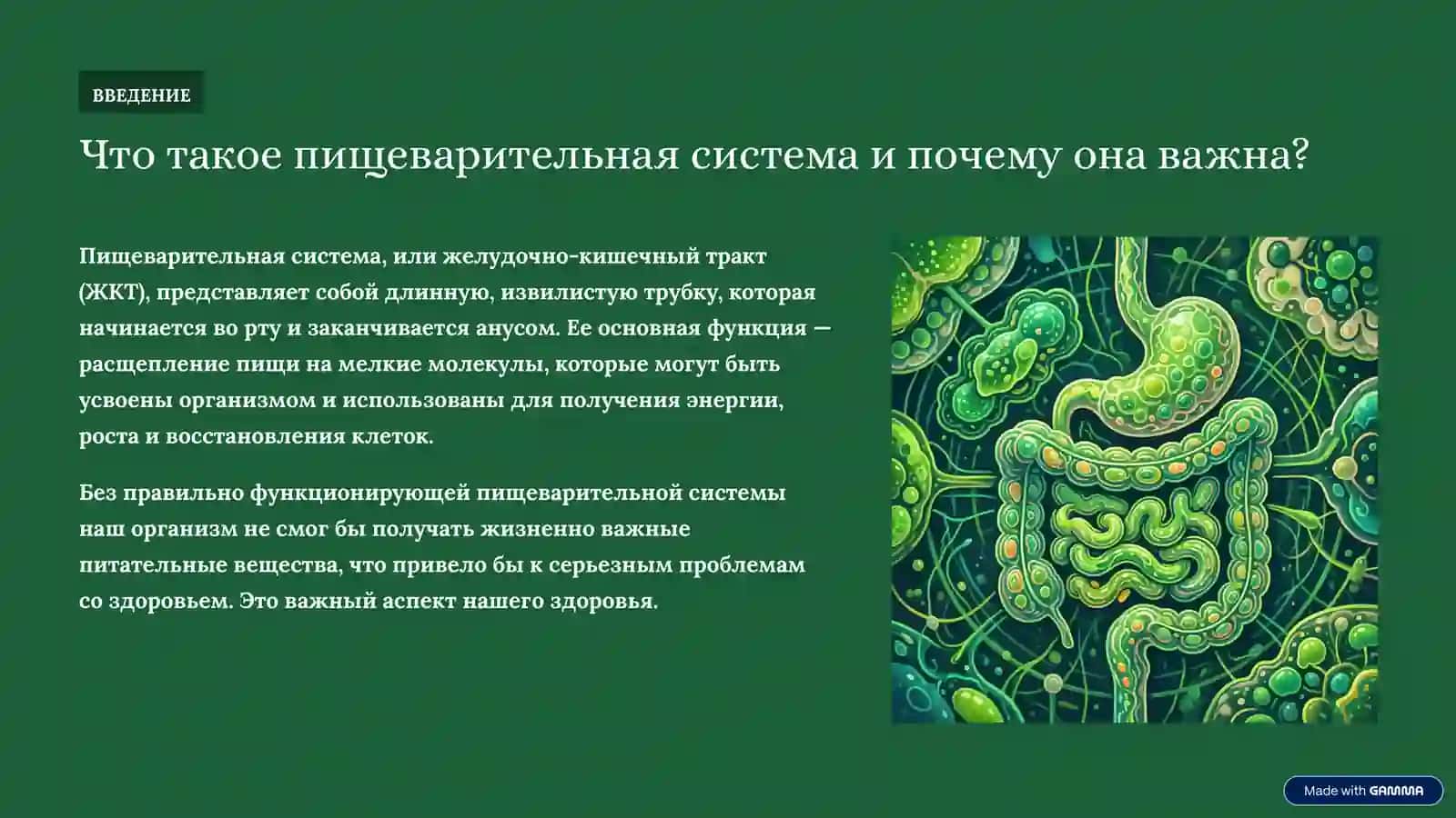 Пищеварительная система человека: Ваш путь к здоровью 2