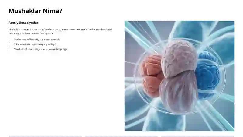 Mushaklar Funksional Guruhlari 2