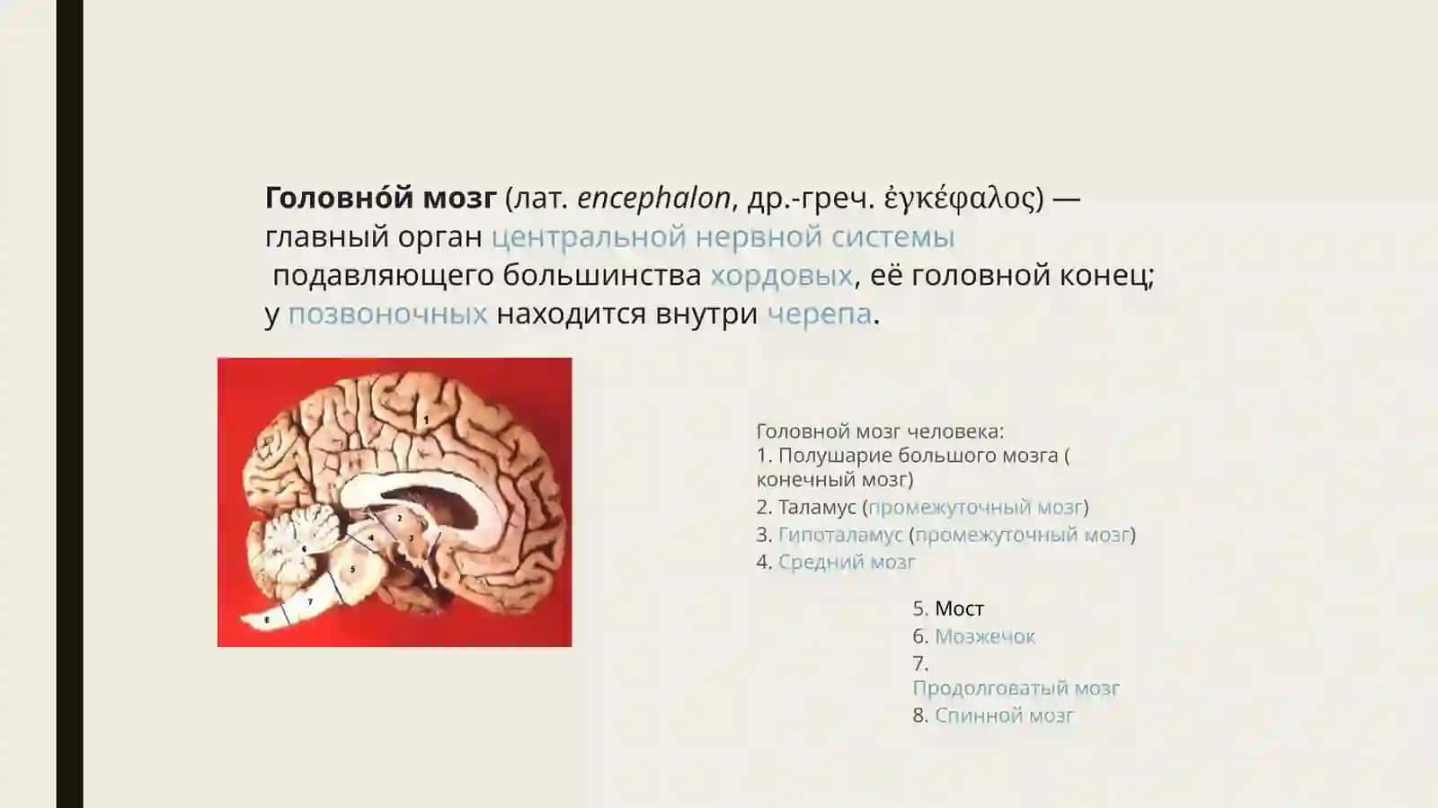 Продольные мозговые центры и функции 2