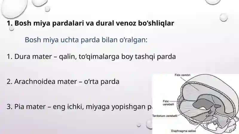 Bosh miya pardalarining vena bo’shliqlari va sisternalari. Likvorodinamika 2
