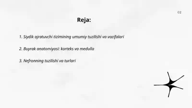 Siydik ajratuvchi tizimi. Buyrak 2