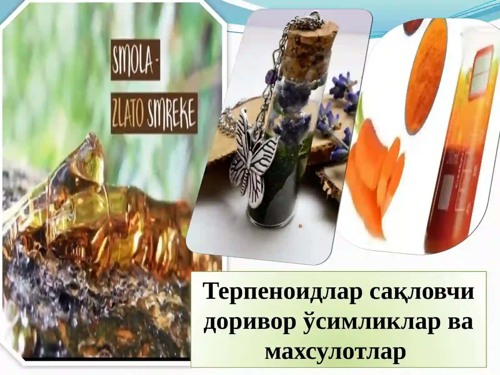 Терпeноидлар сақловчи доривор ўсимликлар ва махсулотлар 2