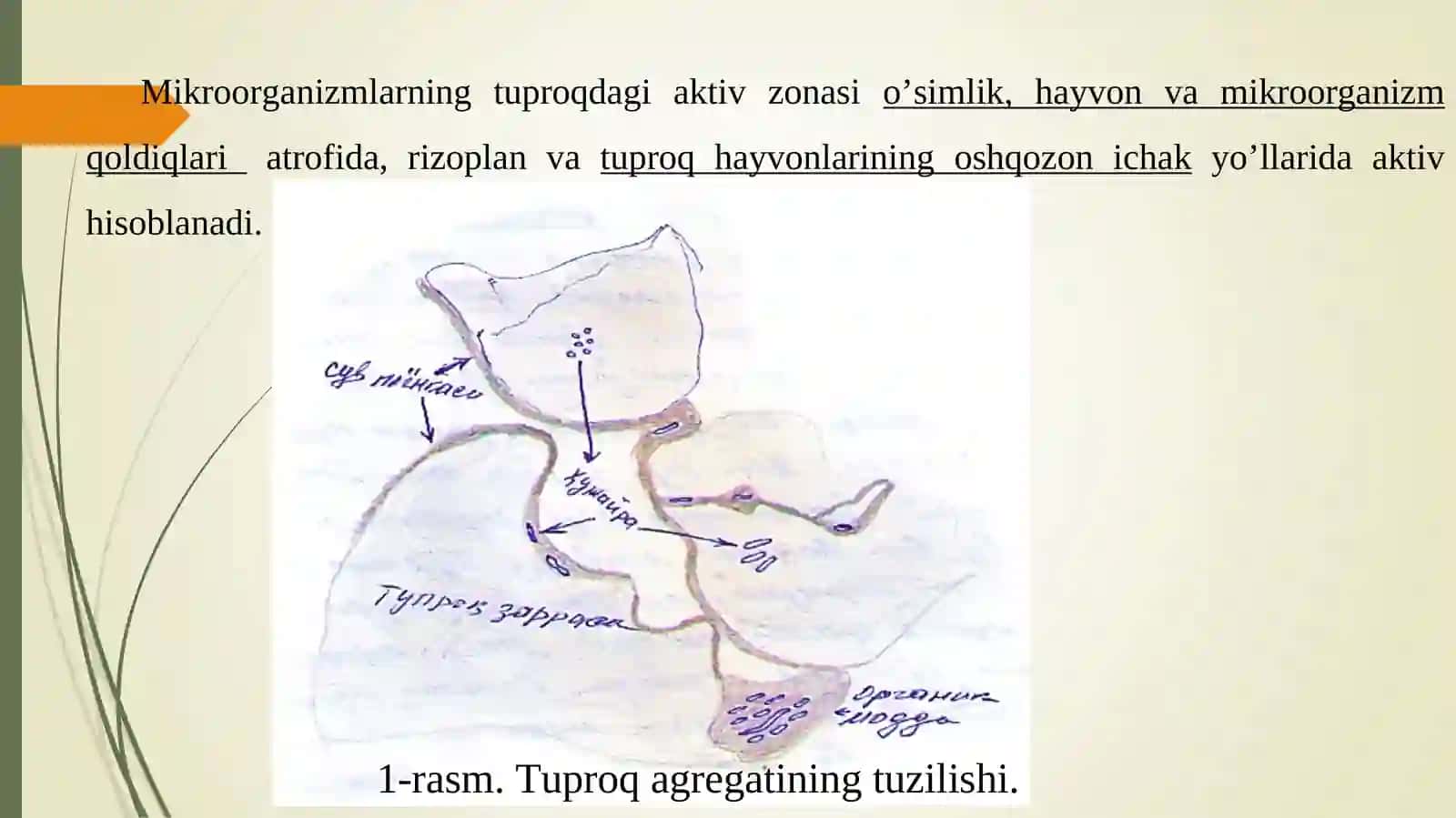 Турли экологик омилларнинг тупроқ микроорганизмларига таъсири 2